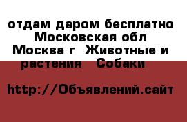 отдам даром бесплатно - Московская обл., Москва г. Животные и растения » Собаки   